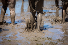 Oh my, that's a lot of mud! Photo: Meredith Forrest Kulwicki