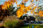 The stately bronze bison soaks in the warm fall sun.