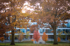 Outside the Pharmacy Building, a spectrum of fall color is on display.