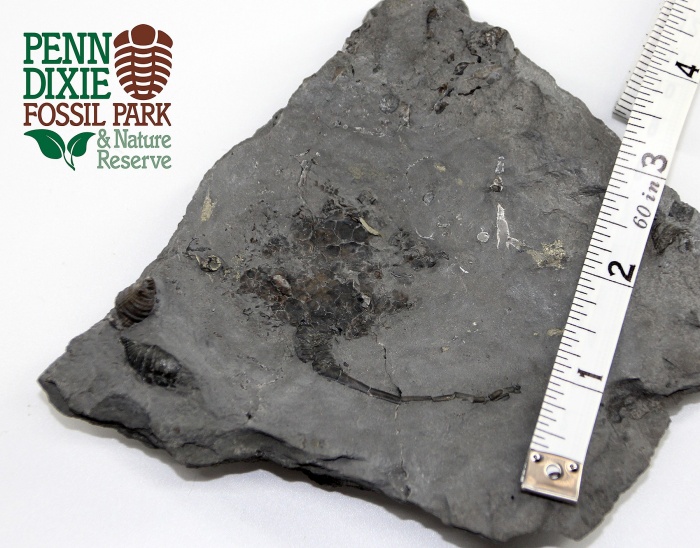 Hanna’s specimen, which is a branch of carpoids known as a solute, will be preserved at the Paleontological Research Institute’s Museum of the Earth and serve as the holotype for a new species. Photo courtesy of HNHS/Penn Dixie
