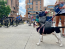 A beagle helps a new student move into the Ellicott Complex. 
