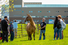 The National Equine Institute of Growth through Healing (NEIGH Inc) set up outside the Student Union in May 2023 . The event was organized by UB Veteran Services to help students and student veterans manage stress as the semester ends. Photographer: Meredith Forrest Kulwicki