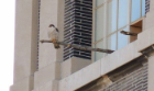 falcon perched. 