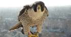falcon perch. 