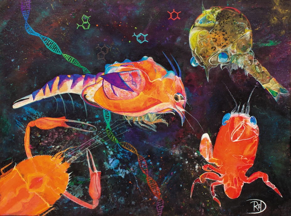 A depiction of deep-sea Decapod larvae by Robert Ditter. 