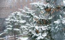 Snow falls in the air and sits on the pine needles and pine cones of a tree. 