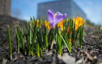 Purple and yellow flowers bloom in focus with a building and blue sky behind it. 