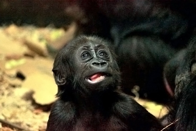 A baby gorilla with its mouth open. 