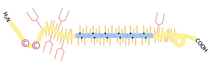 Zoom image: An illustration shows the MUC7 protein in humans. This bottlebrush-shaped protein, found in saliva, contains repeating units (shown in blue). Repeats of this kind may have conferred an evolutionary advantage to humans and other primates, possibly by enhancing traits of saliva such as its lubricity and its ability to bind to microbes (a capability that may help curb disease). Credit: Duo &ldquo;Erica&rdquo; Xu 