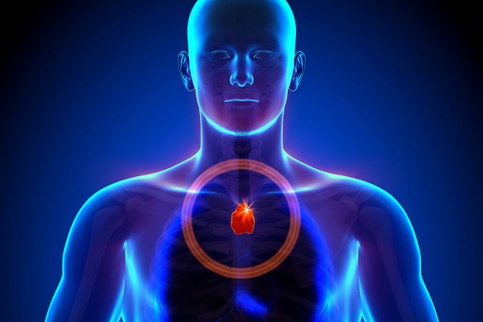 3D rendering of the thymus in the human body. 