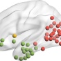 Graphic of a computerized model of the human brain. 