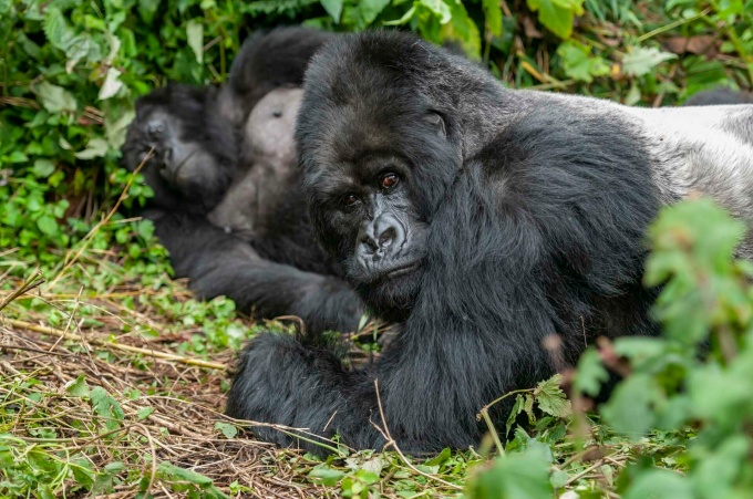 Zoom image: Gorillas share a common ancestor and over 98% of their DNA with humans. A new University at Buffalo-led study has found the genetics behind their abnormal genitals and sperm holds answers about infertility in men. Photo: Randy 