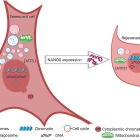 Illustration showing a senescent muscle cell, including the numerous factors that led to its declining ability to divide and grow. It also shows the same type of cell after the overexpression of NANOG, which reversed many of the factors. 
