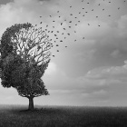 Leaves blow off a tree shaped like a head. 