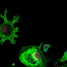 Confocal image of a macrophage (a type of white blood cell in the immune system) differentiated from induced pluripotent stem cells shows that the human specific gene CHRFAM7A rearranges the actin cytoskeleton. 