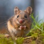 cute mouse in field. 
