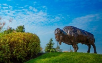 Bronze buffalo statue. 