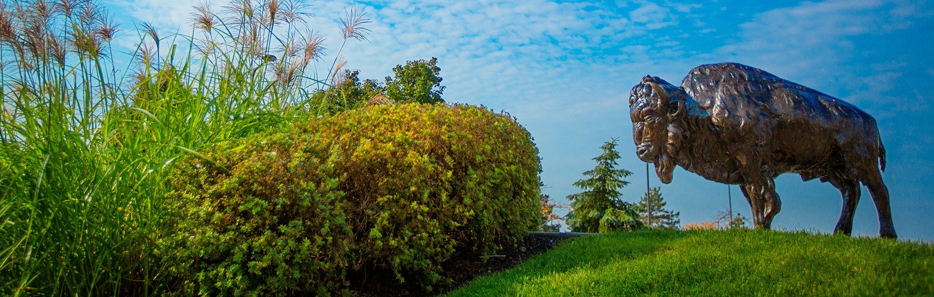 Bronze Buffalo on spring day. 