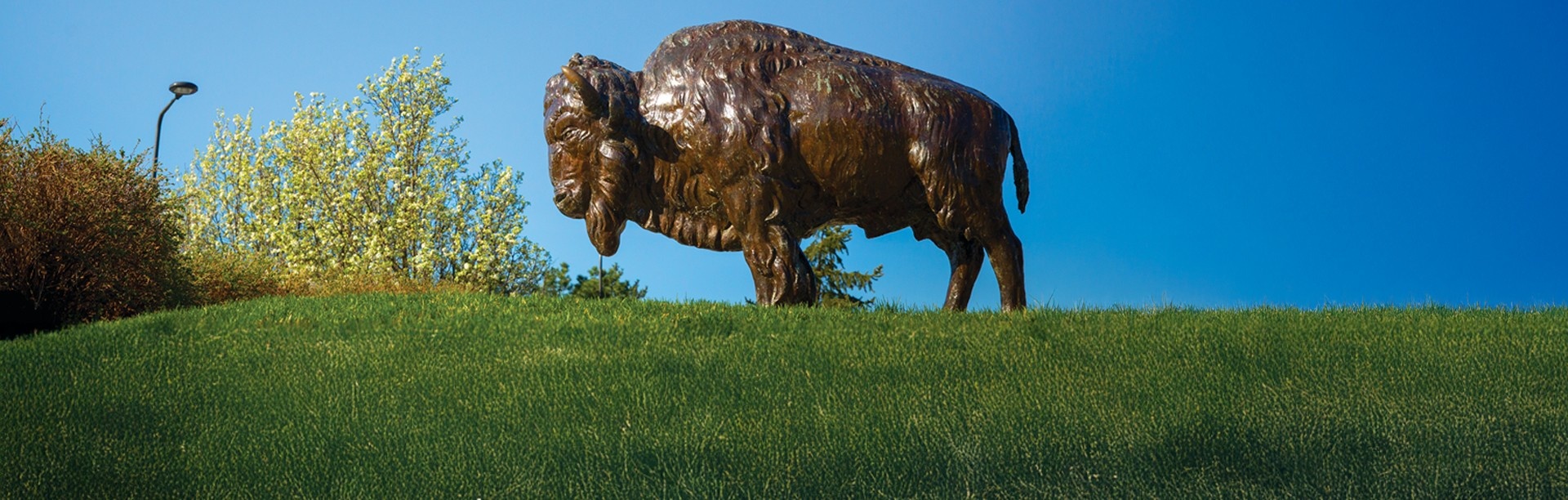 Bronze Buffalo on a spring day. 