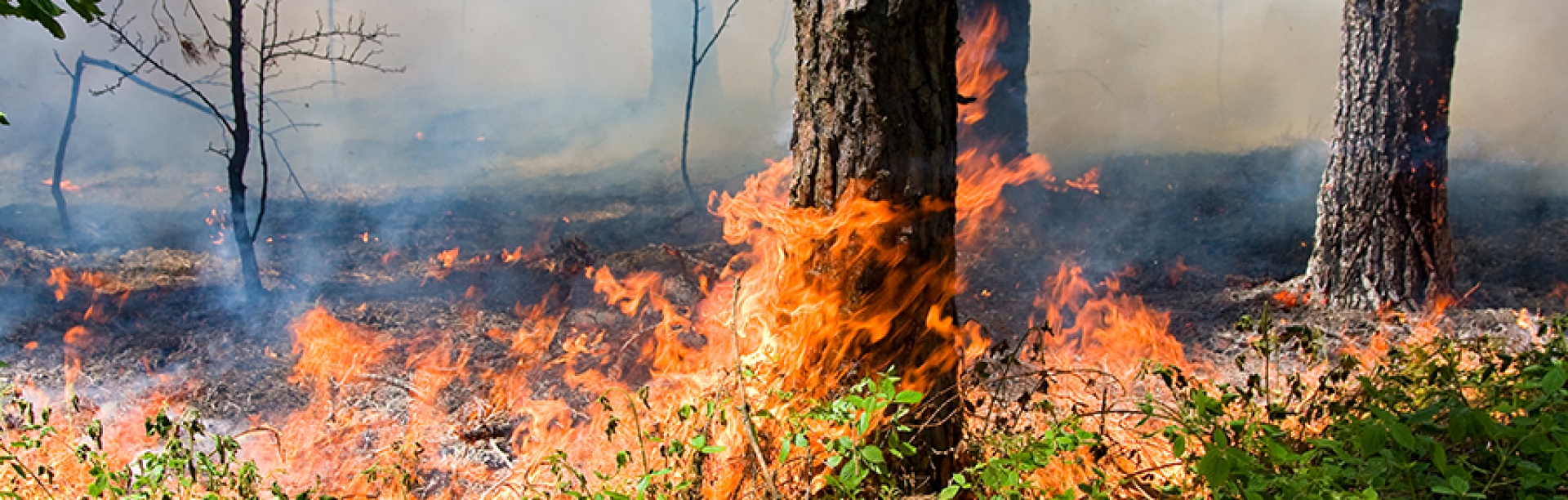 Wildfire spreading.