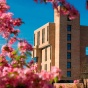 A view of the Ellicott Complex on the North Campus framed by a cherry tree in full bloom. 