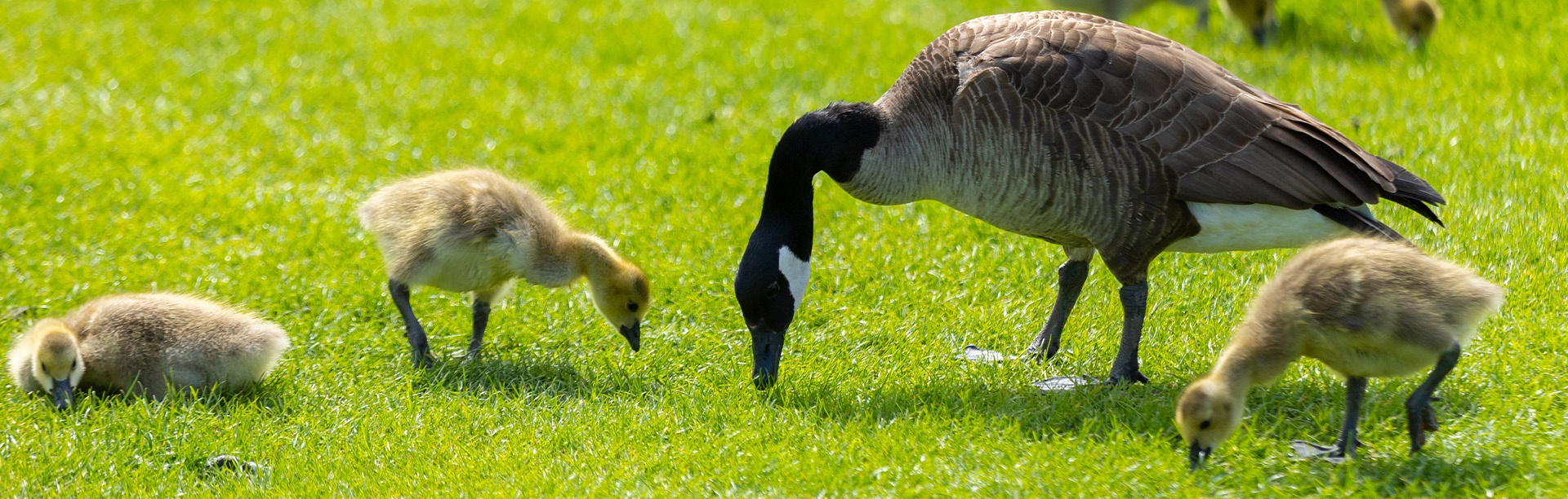 A view of a Canada goose and three goslings pecking for food on a North Campus lawn. 