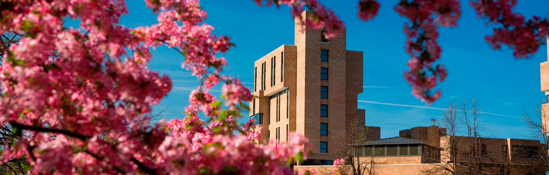 A view of the Ellicott Complex on the North Campus framed by a cherry tree in full bloom. 