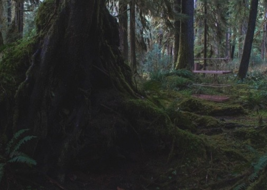 Photography by Colleen Toledano of closed up tree trunk of the forest floor. 