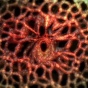 Still Image form Video by Phil Hastings of net like biological form colored red in the middle goes green towards the edge. 