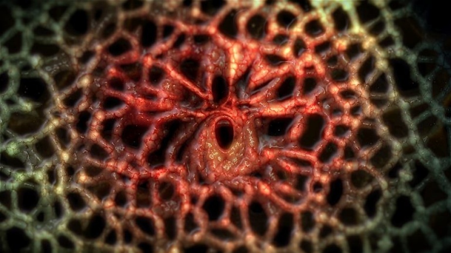 Still Image form Video by Phil Hastings of net like biological form colored red in the middle goes green towards the edge. 