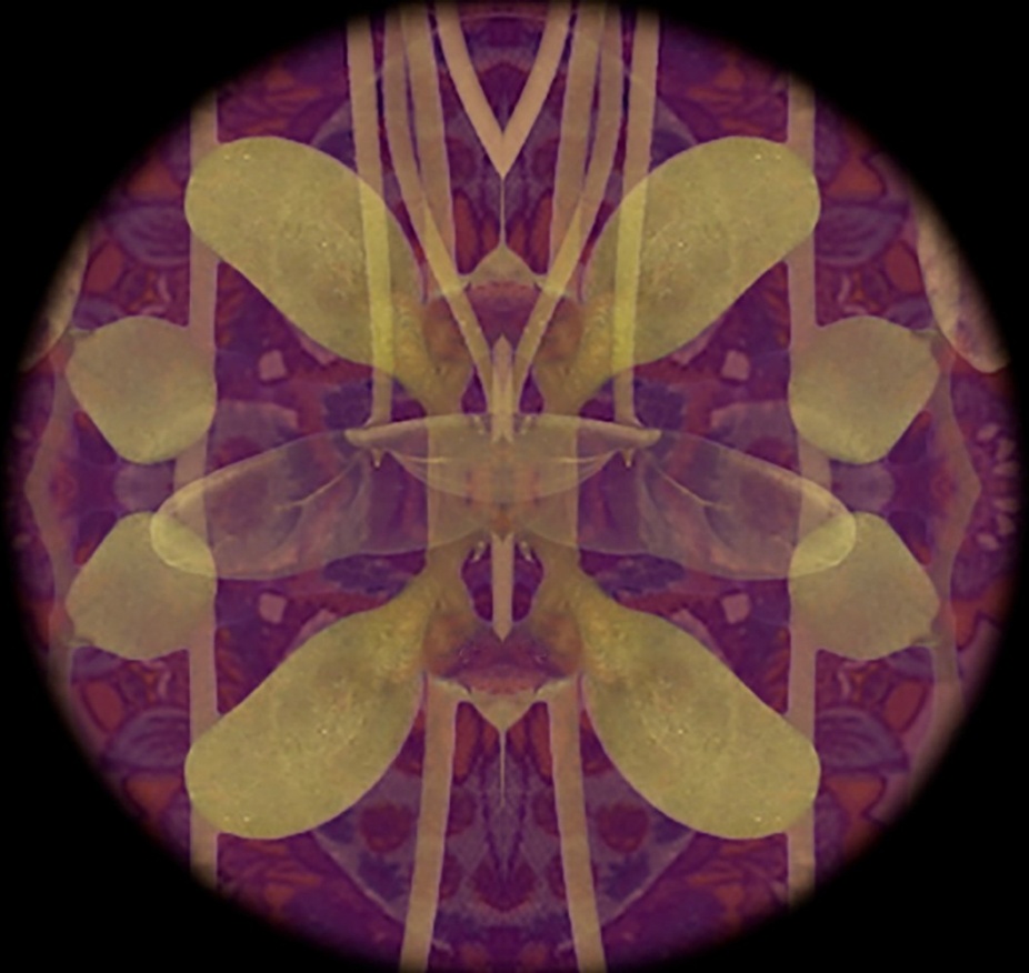 An still from a film where sprouting plants are seen through a kalidesope. 