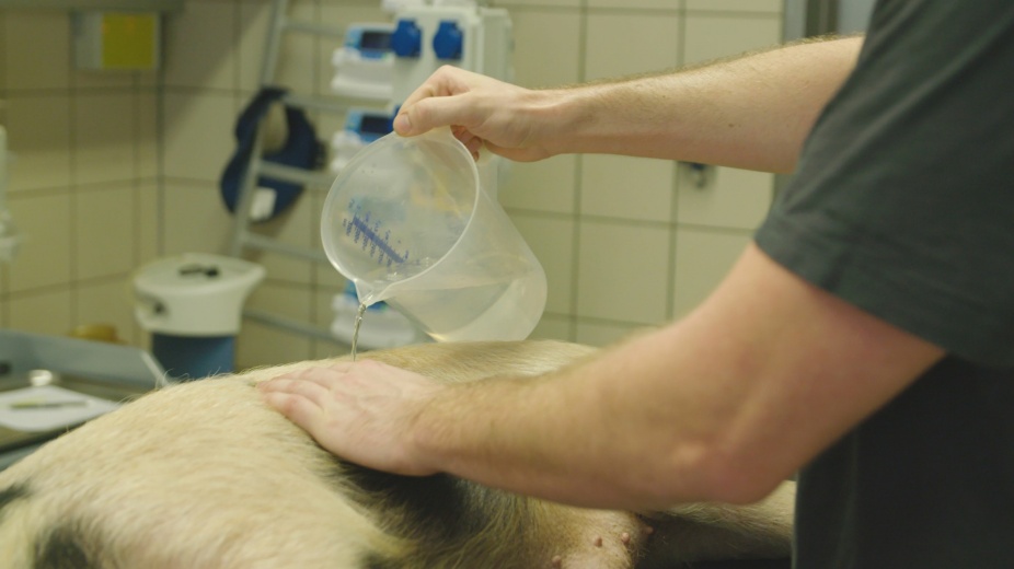 A video still from Heather Dewey-Hagborg, Hybrid: An Interspecies Opera where a man pours a liquid on a pig lying on an operating table. 