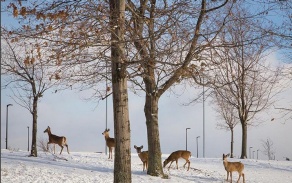 deer on campus. 