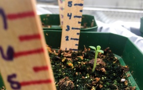 Space spuds growing in the greenhouse. 