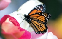 A monarch butterflies released to honor loved ones. 