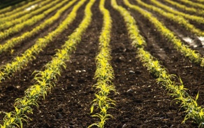Farmers field with small plants emerging. 