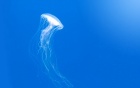 Ocean Legalities. 