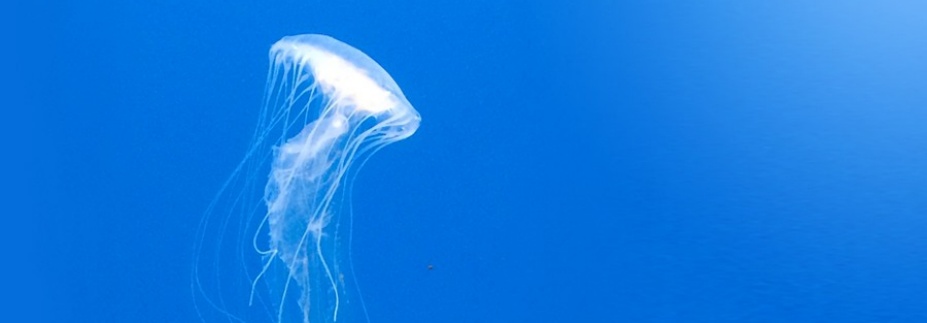 Jelly Fish. 