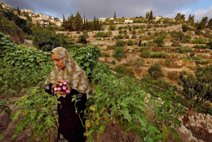 Spring 2019 Workshop: Environmental Justice in the Occupied Palestinian West Bank Photo: 'Land of Olives and Vines, Occupied Territories of Palestine' photograph courtesy of National Geographic, UNESCO World Heritage Site In the Central Highlands between Nablus and Hebron, a series of ancient terraces, agricultural towers, and a complex irrigation system have been used to cultivate Battir since antiquity. The agricultural practices—still in use today—are some of the oldest farming methods known to humankind. In 2014, the site was listed "in danger" because of ongoing geo-political transformations in the region. According to UNESCO, Israel’s controversial West Bank Barrier “may isolate farmers from fields they have cultivated for centuries.”. 