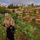 Spring 2019 Workshop: Environmental Justice in the Occupied Palestinian West Bank Photo: 'Land of Olives and Vines, Occupied Territories of Palestine' photograph courtesy of National Geographic, UNESCO World Heritage Site In the Central Highlands between Nablus and Hebron, a series of ancient terraces, agricultural towers, and a complex irrigation system have been used to cultivate Battir since antiquity. The agricultural practices&mdash;still in use today&mdash;are some of the oldest farming methods known to humankind. In 2014, the site was listed "in danger" because of ongoing geo-political transformations in the region. According to UNESCO, Israel&rsquo;s controversial West Bank Barrier &ldquo;may isolate farmers from fields they have cultivated for centuries.&rdquo;. 