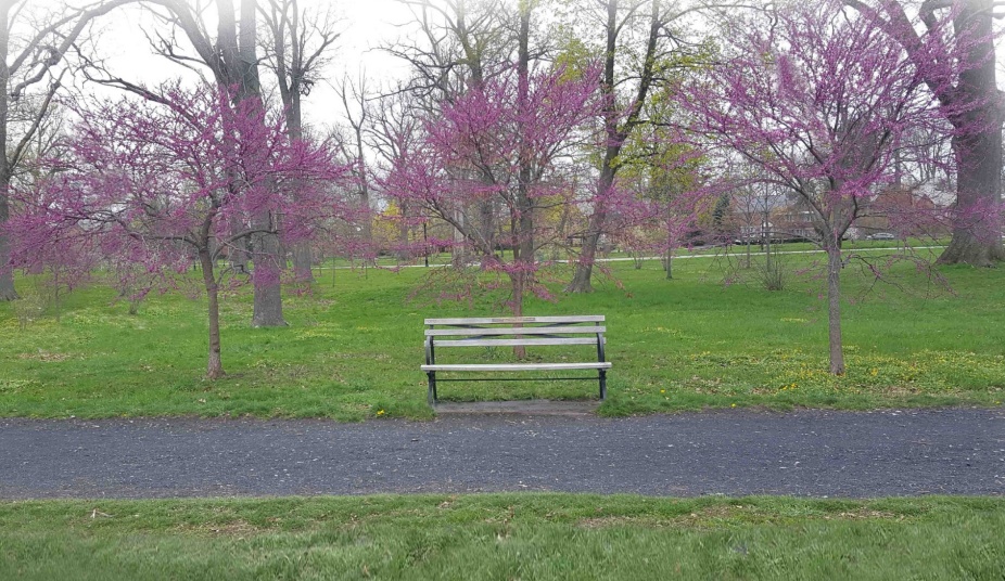 The memorial bench in Delaware Park, Buffalo, NY, was dedicated in Fall 2012. In the following spring, the Committee convened the first international symposium. The bench is located along Ring Road, between the Buffalo Zoo and park kiosk. We invite you to take a walk in the park, visit the site, and reflect on Alison's passion for justice. Photograph courtesy of Helene Kramer, 2021. 