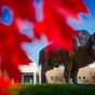 Red leaves in front of bronze buffalo. 