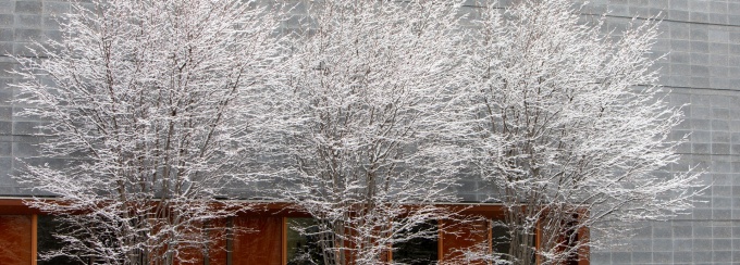 Image of trees covered in snow. 