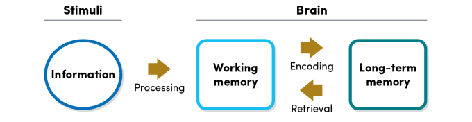 Zoom image: information being processed into working memory which encodes the information to long-term memory followed by retrieval from long-term memory to working memory.