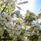 Flowering trees in the spring on south campus. 