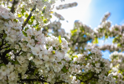 Flowering trees in the spring on south campus. 