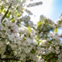 Flowering trees in the spring on south campus. 