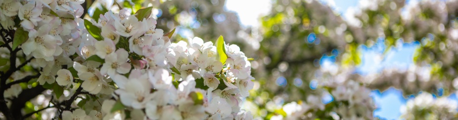 Flowering trees in the spring on south campus. 