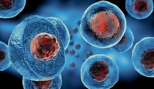 stem cells. 