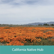 California Native Hub. 